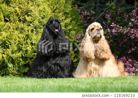 Couple of American cocker spaniel in the garden Couple of American cocker spaniel in the garden 118169210