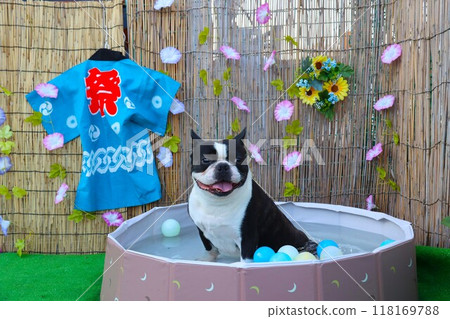 強壯的波士頓梗犬在夏季花園的泳池裡消暑♡ 118169788
