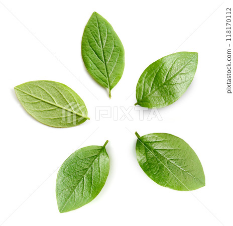 fresh green leaves fresh green leaves 118170112