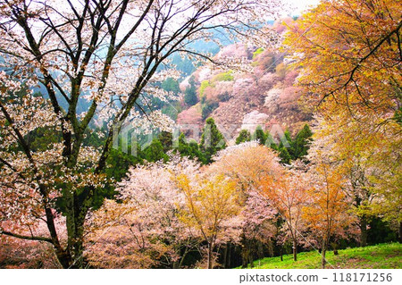 運河沿岸的櫻花樹(京都市左京區) 運河沿岸的櫻花樹(京都市左京區) 118171256