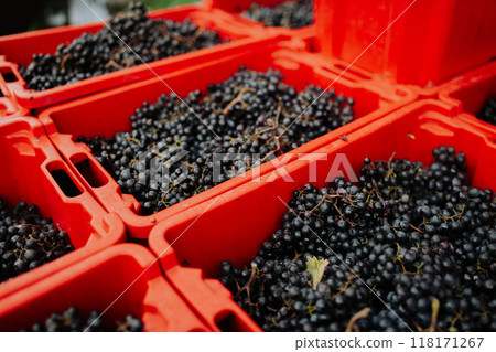 Containers full of fresh blue grapes from vineyard. 118171267