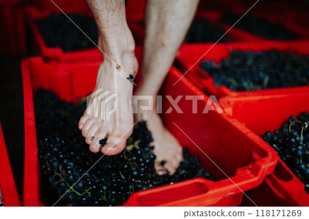 Grape stomping. Close up on crushing grapes with feet. Grape stomping. Close up on crushing grapes with feet. 118171269