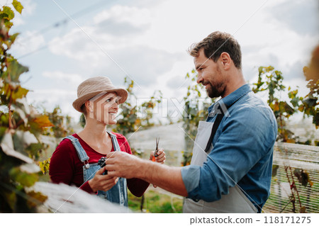 Married couple, owners of vineyard hand-picking grapes from grapevine. Manual grape harvesting in family-run vineyard. Married couple, owners of vineyard hand-picking grapes from grapevine. Manual grape harvesting in family-run vineyard. 118171275