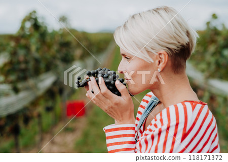 Side view of woman holding, smelling bunch of grapes from grapevine. Manual grape harvesting in family-run vineyard. 118171372