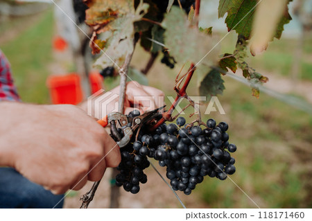 Close up of hands holding gardening shears and picking grapes from grapevine. Manual grape harvesting in family-run vineyard. 118171460