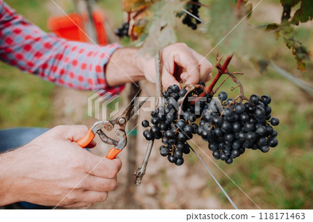 Close up of hands holding gardening shears and picking grapes from grapevine. Manual grape harvesting in family-run vineyard. 118171463