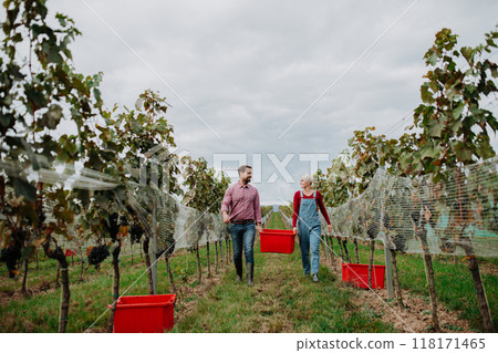 Wineyard workers holding harvest bin full of grapes, walking. Manual grape harvesting in family-run vineyard. 118171465