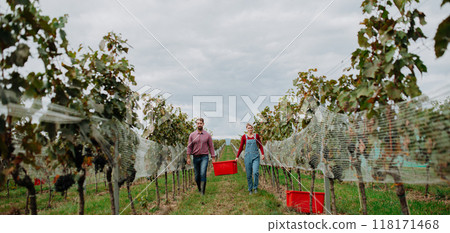 Wineyard workers holding harvest bin full of grapes, walking. Manual grape harvesting in family-run vineyard. Banner with copy space. 118171468