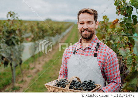 Portrait of vineyard owner with basket full of grapes. Manual grape harvesting in family-run vineyard. 118171472