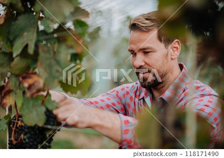 Man hand picking grapes from grapevine, smiling. Manual grape harvesting in family-run vineyard. Man hand picking grapes from grapevine, smiling. Manual grape harvesting in family-run vineyard. 118171490