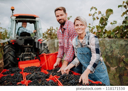 Wineyard workers holding harvest bin full of grapes, loading crate on tractor trailer. Manual grape harvesting in family-run vineyard. Wineyard workers holding harvest bin full of grapes, loading crate on tractor trailer. Manual grape harvesting in family-run vineyard. 118171530