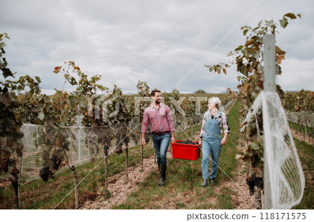 Wineyard workers holding harvest bin full of grapes, walking. Manual grape harvesting in family-run vineyard. Wineyard workers holding harvest bin full of grapes, walking. Manual grape harvesting in family-run vineyard. 118171575