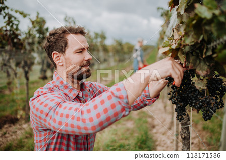Man holding gardening shears and picking grapes from grapevine. Manual grape harvesting in family-run vineyard. 118171586
