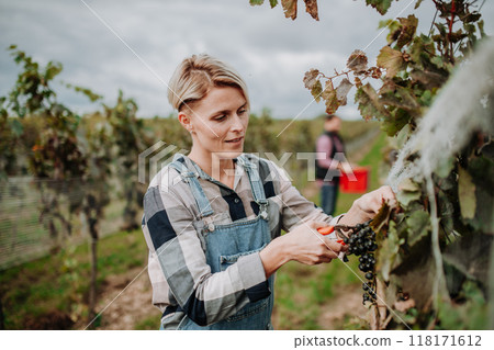 Woman holding gardening shears and picking grapes from grapevine. Manual grape harvesting in family-run vineyard. Woman holding gardening shears and picking grapes from grapevine. Manual grape harvesting in family-run vineyard. 118171612