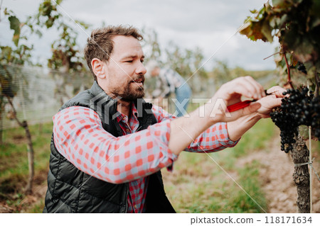 Man holding gardening shears and picking grapes from grapevine. Manual grape harvesting in family-run vineyard. 118171634