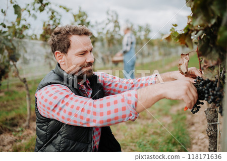 Man holding gardening shears and picking grapes from grapevine. Manual grape harvesting in family-run vineyard. Man holding gardening shears and picking grapes from grapevine. Manual grape harvesting in family-run vineyard. 118171636