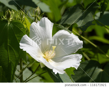 美麗的白色芙蓉 美麗的白色芙蓉 118171921