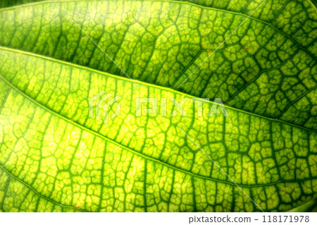 Green leaf with its intricate 118171978