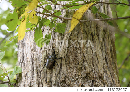 Beetles found outdoors 118172057