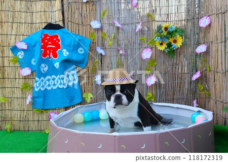 Mighty the Boston terrier is wearing a straw hat and gazing cutely at the pool. 118172319