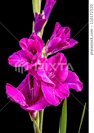 Blooming Gladiolus Sugar Plum on a black background 118172520