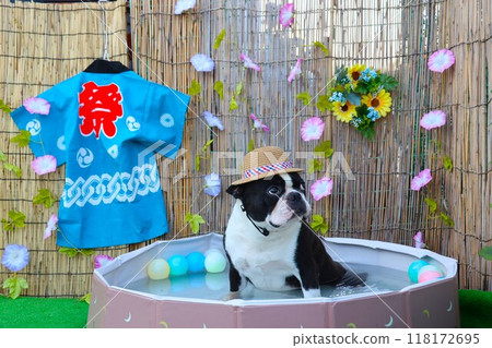 Mighty, the Boston terrier, is wearing a straw hat and looking up at the summer sky from the pool. 118172695
