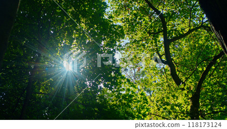Sunlight shining through a canopy of green leaves in a dense forest. 118173124