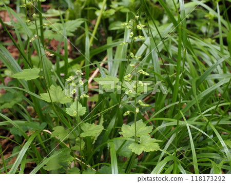 Seeds of Sudayakshya berry growing on the edge of the forest on the plateau 118173292