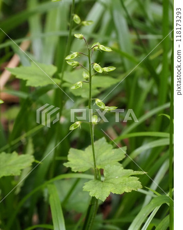 Seeds of Sudayakshya berry growing on the edge of the forest on the plateau Seeds of Sudayakshya berry growing on the edge of the forest on the plateau 118173293