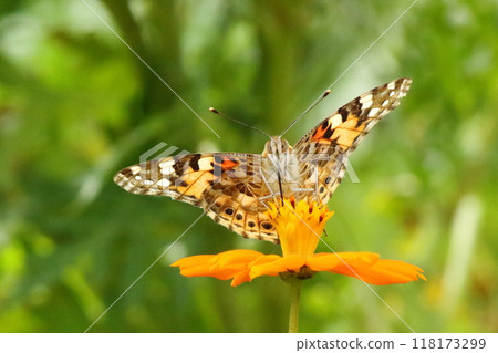 Butterfly (Painted Lady) resting on a yellow cosmos Butterfly (Painted Lady) resting on a yellow cosmos 118173299