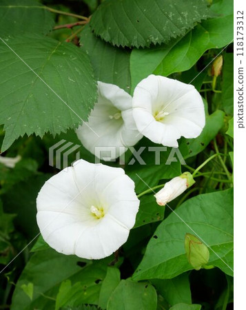 Calystegia sepium White morning glory flowers (Switzerland) 118173312
