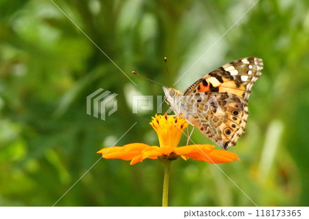 Red-tailed butterfly perched on a yellow cosmos Red-tailed butterfly perched on a yellow cosmos 118173365