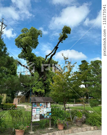 有趣的樟樹種植結果 118173541