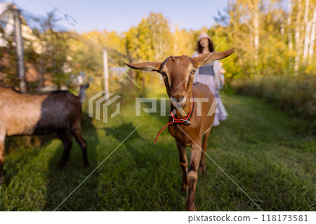 A farmer walks with Nubian goats on an organic farm, highlighting the harmony between nature and sustainable farming. The goats freely graze on a lush, green pasture 118173581