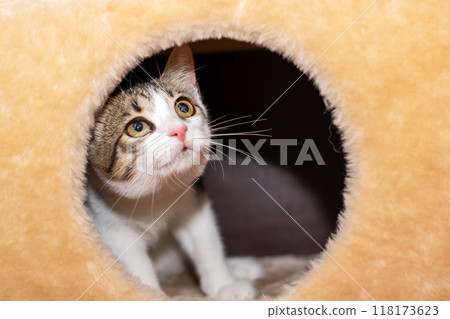 A domestic cat is curiously looking out of a hole in its cat tree A domestic cat is curiously looking out of a hole in its cat tree 118173623