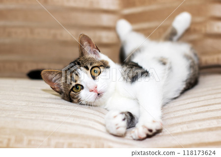 A brown and white cat is comfortably laying on its back on a couch A brown and white cat is comfortably laying on its back on a couch 118173624