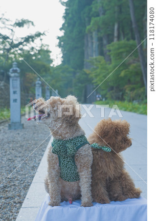 toy poodle  118174080