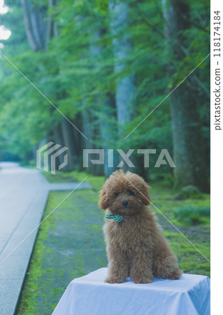 toy poodle toy poodle 118174184