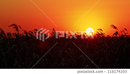 Sun setting over a field of crops with an orange and red sky. 118174203