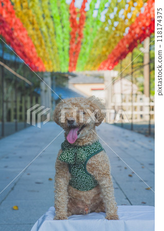 玩具貴賓犬 118174375