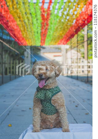 toy poodle  118174376