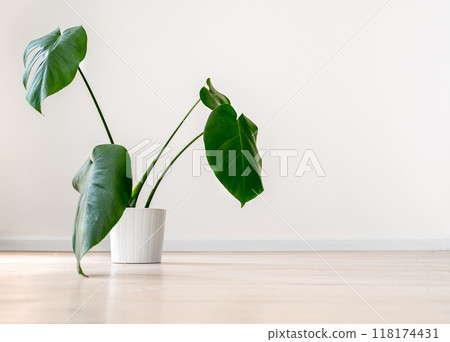 Houseplants monstera in white pots on a light gray floor against a white wall in an empty room. 118174431