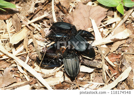 A group of burying beetles eating A group of burying beetles eating 118174548