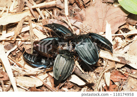 A group of burying beetles eating 118174958