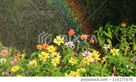 A grasshopper peeks out at the zinnias in the garden, where a rainbow from watering them sparkles. 118175076