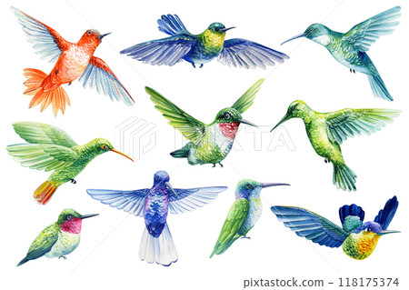 Hummingbird watercolor colorful birds illustration isolated white background. Summer clipart hand drawing tropical bird 118175374