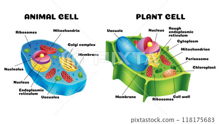 A detailed comparison of diagrams illustrating the differences between animal and plant cells 118175683