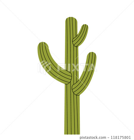 Cactus, cacti. Desert plants. Vector illustration. Cactus, cacti. Desert plants. Vector illustration. 118175801