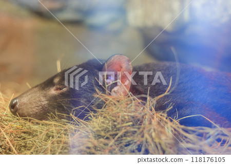 昏昏欲睡的澳洲塔斯馬尼亞惡魔 118176105