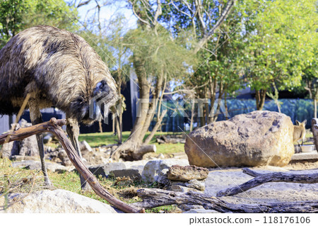 Ostrich drinking water 118176106
